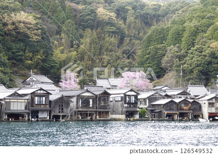 Spring in Ine Town, Kyoto Prefecture: Cherry blossoms in full bloom and boat houses Spring in Ine Town, Kyoto Prefecture: Cherry blossoms in full bloom and boat houses 126549532