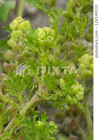 Closeup on the lesser swine-cress wildflower, Lepidium didymum Closeup on the lesser swine-cress wildflower, Lepidium didymum 126549535