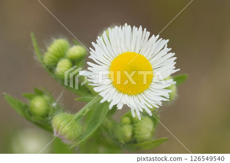 Closeup on an emerging flower of the annual or eastern daisy fleabane , Erigeron annuus 126549540