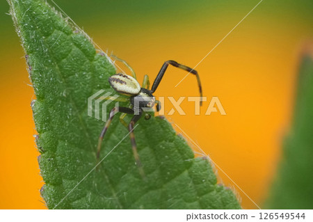 Closeup on a male Goldenrod crab spider , Misumena vatia on a green leaf against yellow background 126549544