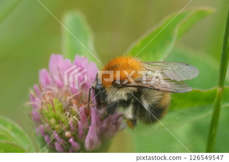 Close-up of a Brown banded bumblebee, Bombus pascuorum collecting nectar from a pink clover flower, 126549547