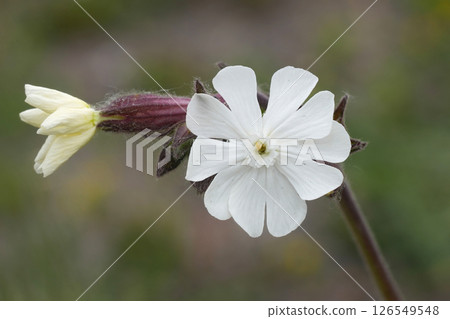 Closeup on a fresh vibrant white Campion flower, Silene latifolia 126549548