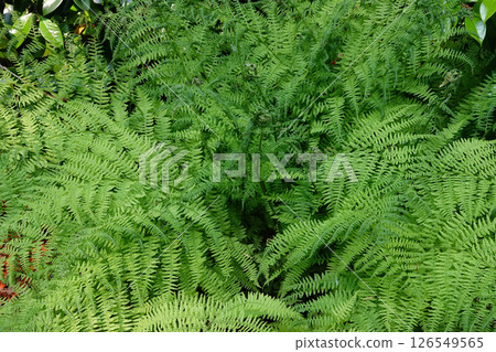 Lush fern bed with fronds cascading in a verdant display. Textured green leaves creating a natural and calming backdrop. 126549565