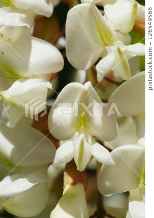 Closeup on the fragrant white flowers of the Black locus or false acacia, Robinia pseudoacacia 126549566