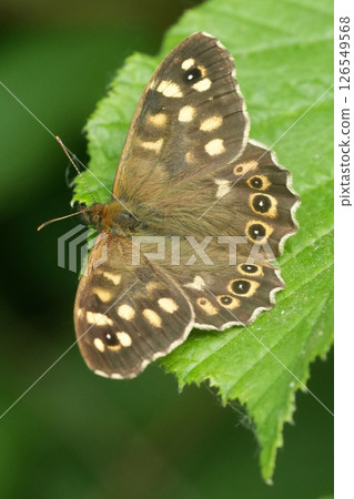 Closeup on a European brown Speckled wood butterfly, Pararge aegeria with spread wings Closeup on a European brown Speckled wood butterfly, Pararge aegeria with spread wings 126549568