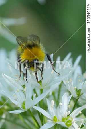 Closeup on a colorfull fluffy yellow male of the European Early nesting Bumble-Bee, Bombus pratorum 126549569