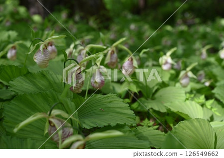 A group of bears 126549662