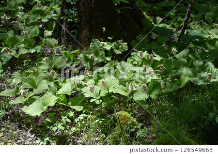 A group of bears 126549663