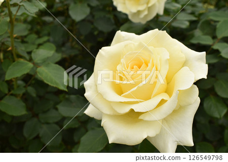 Cream-colored spring roses Cream-colored spring roses 126549798