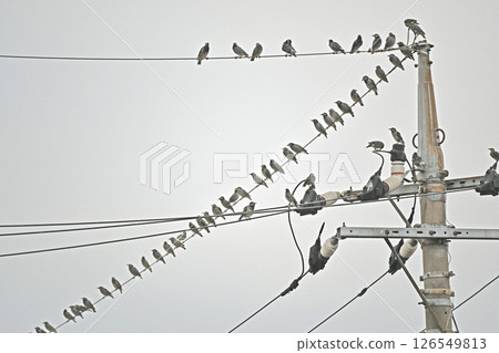 許多椋鳥聚集在電線上 126549813