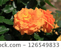Orange rose flower (variety: Goltelze) 126549833