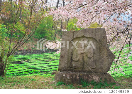 信州安曇野的春天:大王芥末農場的櫻花和地藏菩薩像 信州安曇野的春天:大王芥末農場的櫻花和地藏菩薩像 126549859