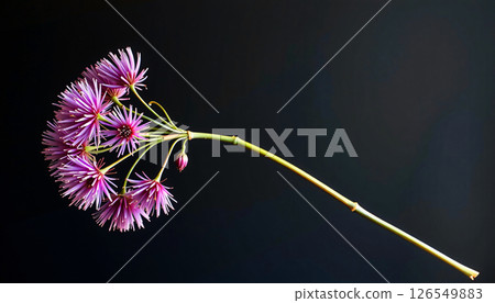 graceful stem of allium in a minimalist style, with cool plum palette, flowing lines 126549883