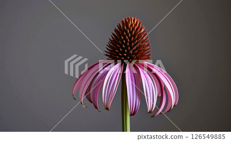 graceful stem of coneflower in a minimalist style, with dusky mauve palette, flowing lines 126549885