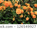 Rose flower in full bloom (variety: Golterze) 126549927