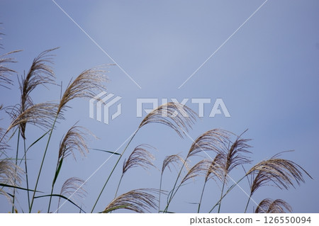 Japanese silver grass swaying in the wind against the backdrop of a blue sky 126550094