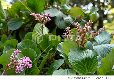 喜馬拉雅山Yukinoshita 126550149