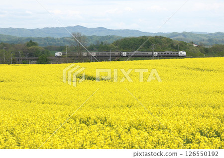 Sekishō Line Tokachi Express Train Kiha 261 runs through the rapeseed flower fields in early summer Sekishō Line Tokachi Express Train Kiha 261 runs through the rapeseed flower fields in early summer 126550192