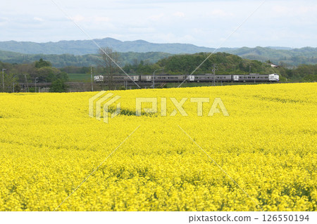 石鬆線十勝特快KIHA261號列車在初夏的油菜花田中穿梭 石鬆線十勝特快KIHA261號列車在初夏的油菜花田中穿梭 126550194