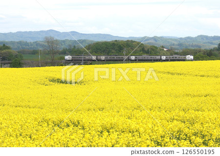 石鬆線十勝特快KIHA261號列車在初夏的油菜花田中穿梭 126550195