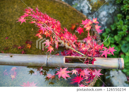 Red fall maple branch on water basin decor at Enkoji temple, Kyoto 126550234