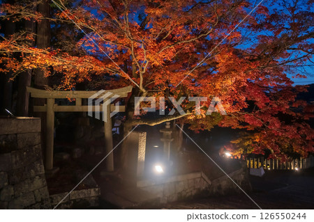 Torii gate by colorful fall leaf light up at Kurodani temple, Kyoto 126550244