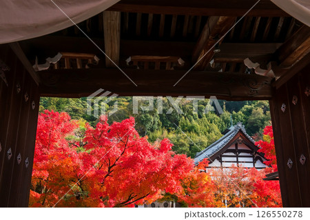 Beautiful fall maple leaves and temple view by Eikando gate, Kyoto 126550278