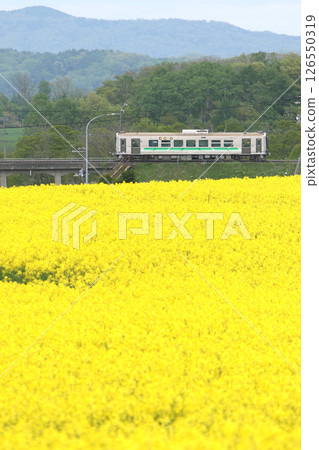 初夏的油菜花田間穿梭－關勝線本地列車H100 DECMO 126550319