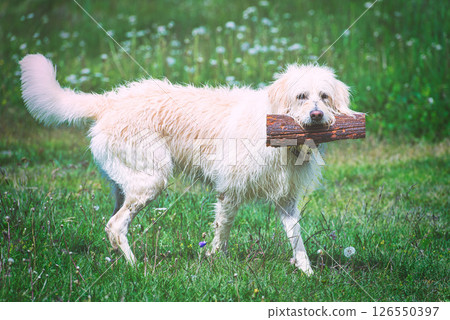 White dog with wood in the mouth White dog with wood in the mouth 126550397