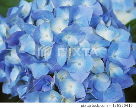 雨季盛開的藍色繡球花 雨季盛開的藍色繡球花 126550415