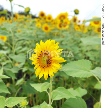 Sunflower flowers and bees Sunflower flowers and bees 126550572