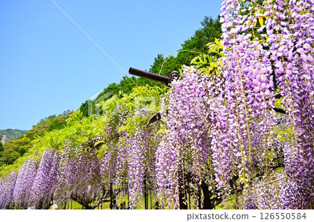 Wisteria flowers shining in the blue sky Wisteria flowers shining in the blue sky 126550584