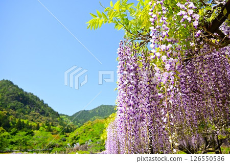 Wisteria flowers shining in the blue sky Wisteria flowers shining in the blue sky 126550586