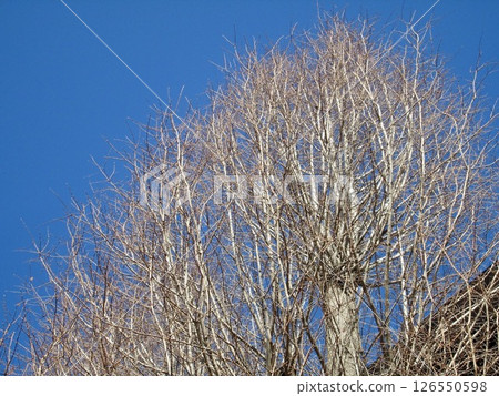 Winter trees Winter trees 126550598