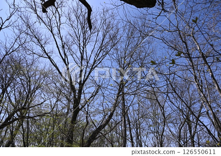 Mt. Odake Trail 126550611