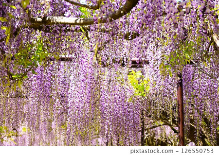 Wisteria flowers in full bloom Wisteria flowers in full bloom 126550753