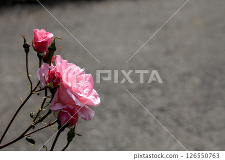 Colorful roses that heal the hearts of many people 126550763