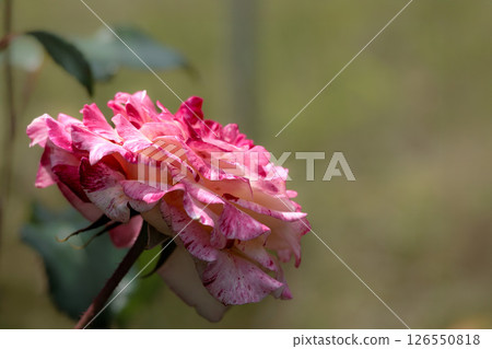 Colorful roses that heal the hearts of many people 126550818