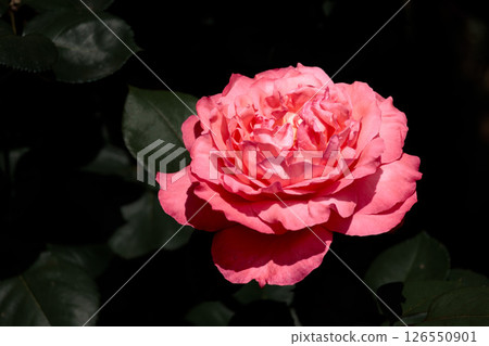 Colorful roses that heal the hearts of many people Colorful roses that heal the hearts of many people 126550901