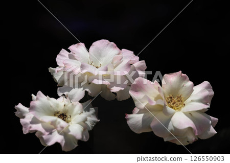 Colorful roses that heal the hearts of many people 126550903
