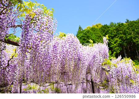 Wisteria in full bloom against the blue sky 126550986