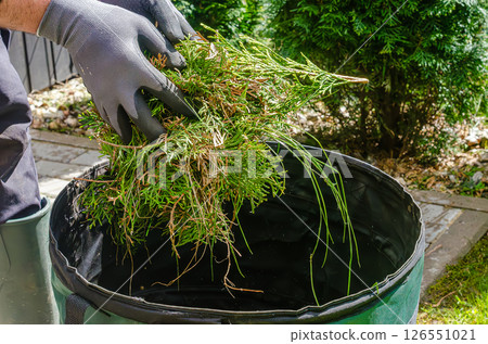 Individual in gloves gathers green waste into bag while working in outdoor garden. High quality photo Individual in gloves gathers green waste into bag while working in outdoor garden. High quality photo 126551021