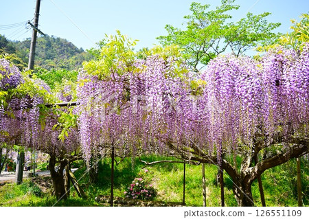 Wisteria in full bloom against the blue sky 126551109
