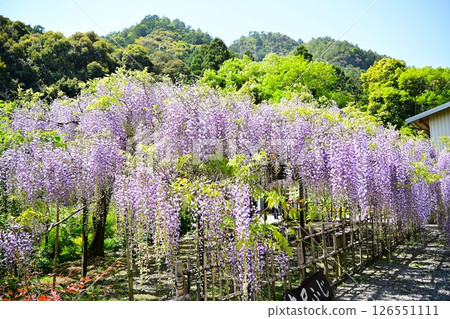 Wisteria in full bloom against the blue sky 126551111