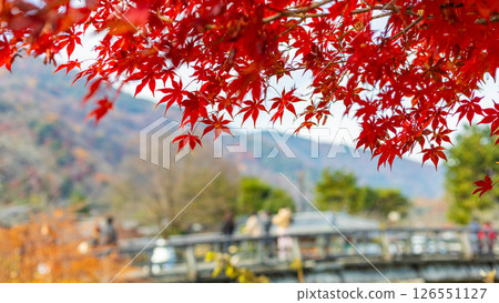 Autumn leaves at Arashiyama Park (Nakanoshima Bridge), Ukyo Ward, Kyoto City Autumn leaves at Arashiyama Park (Nakanoshima Bridge), Ukyo Ward, Kyoto City 126551127