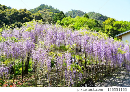 Wisteria flowers in full bloom 126551163