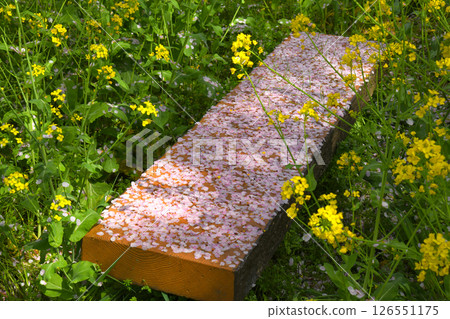 A cherry blossom petal bench surrounded by rape blossoms A cherry blossom petal bench surrounded by rape blossoms 126551175