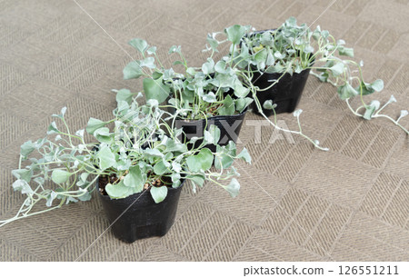 Dichondra Silver Fall potted seedlings Ground cover Dichondra Dichondra Silver Fall potted seedlings Ground cover Dichondra 126551211