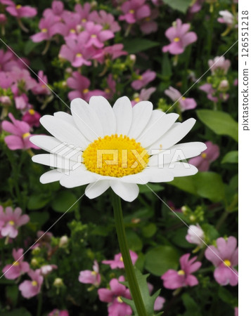 一簇金魚草中的波斯菊（垂直） 126551218