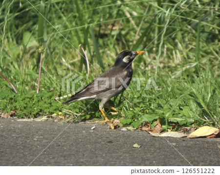 Starlings strolling along the side of the road, Tama River riverbed, Ota Ward, Tokyo 126551222